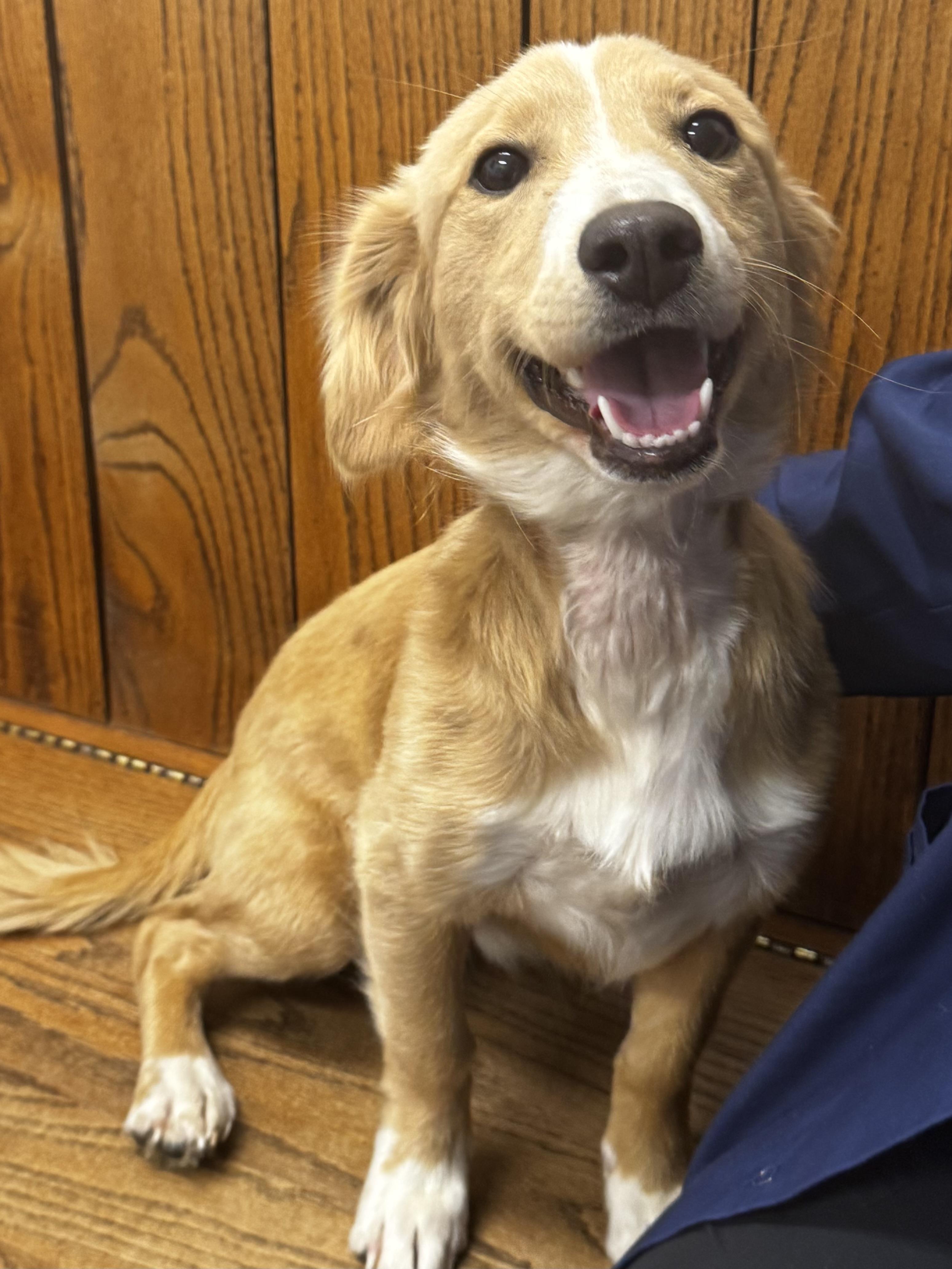 Winston, an adopted mixed breed in grant, AL image 5/5