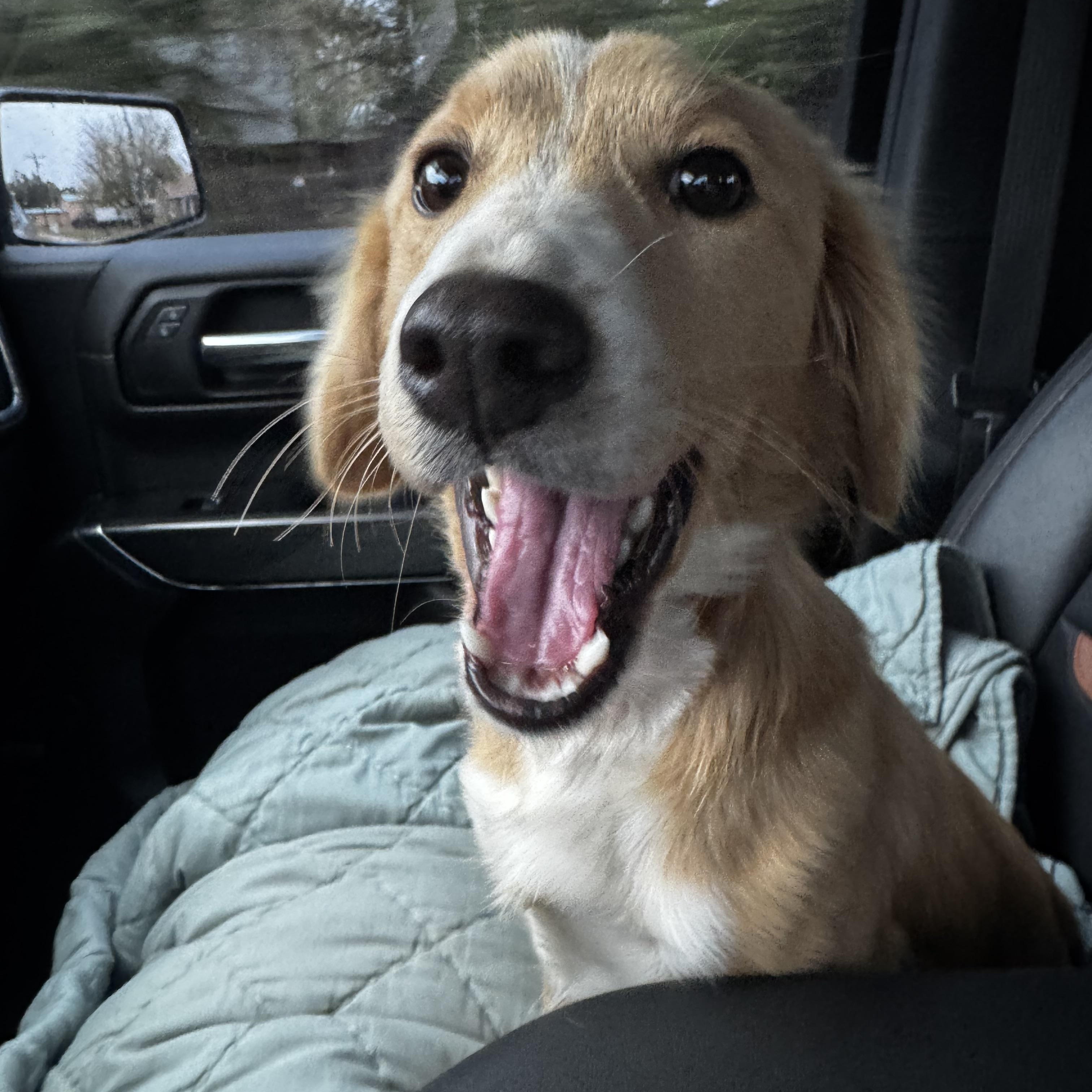 Winston, an adopted mixed breed in grant, AL image 3/5