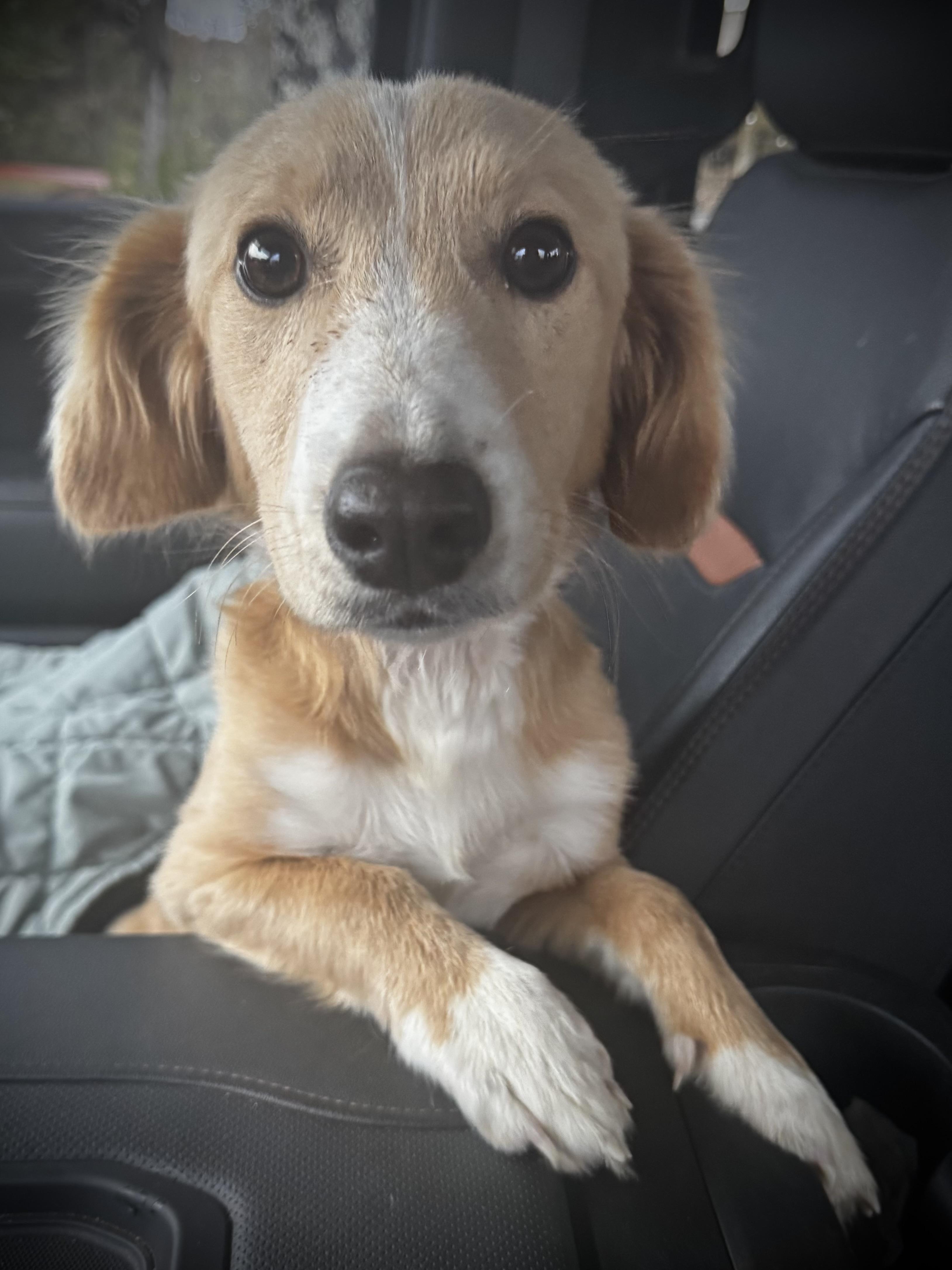 Winston, adopted, Young Male Dachshund & Golden Retriever.