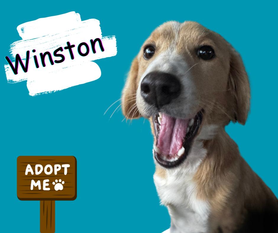 Winston, an adopted mixed breed in grant, AL image 4/5