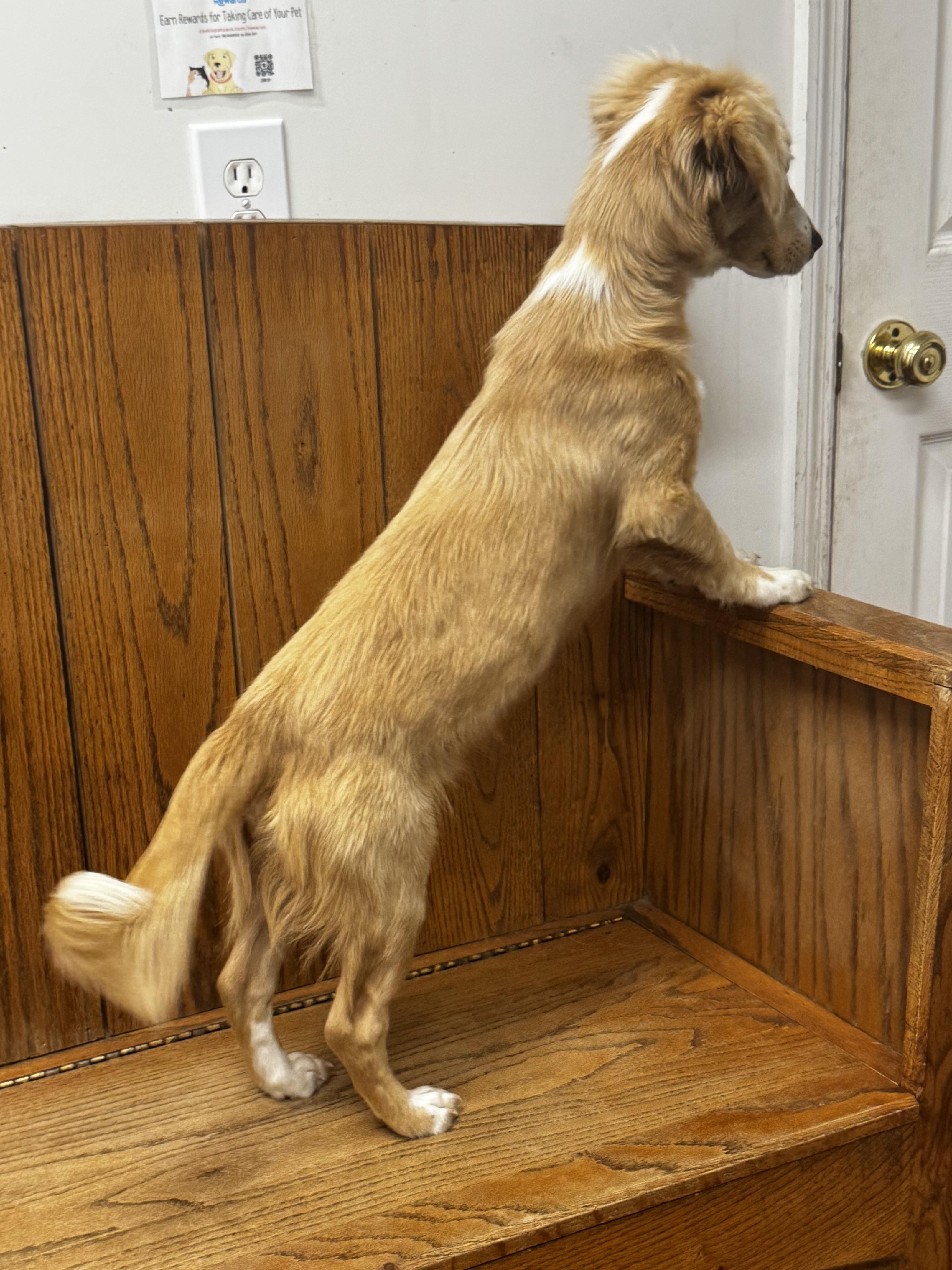 Winston, an adopted mixed breed in grant, AL image 2/5