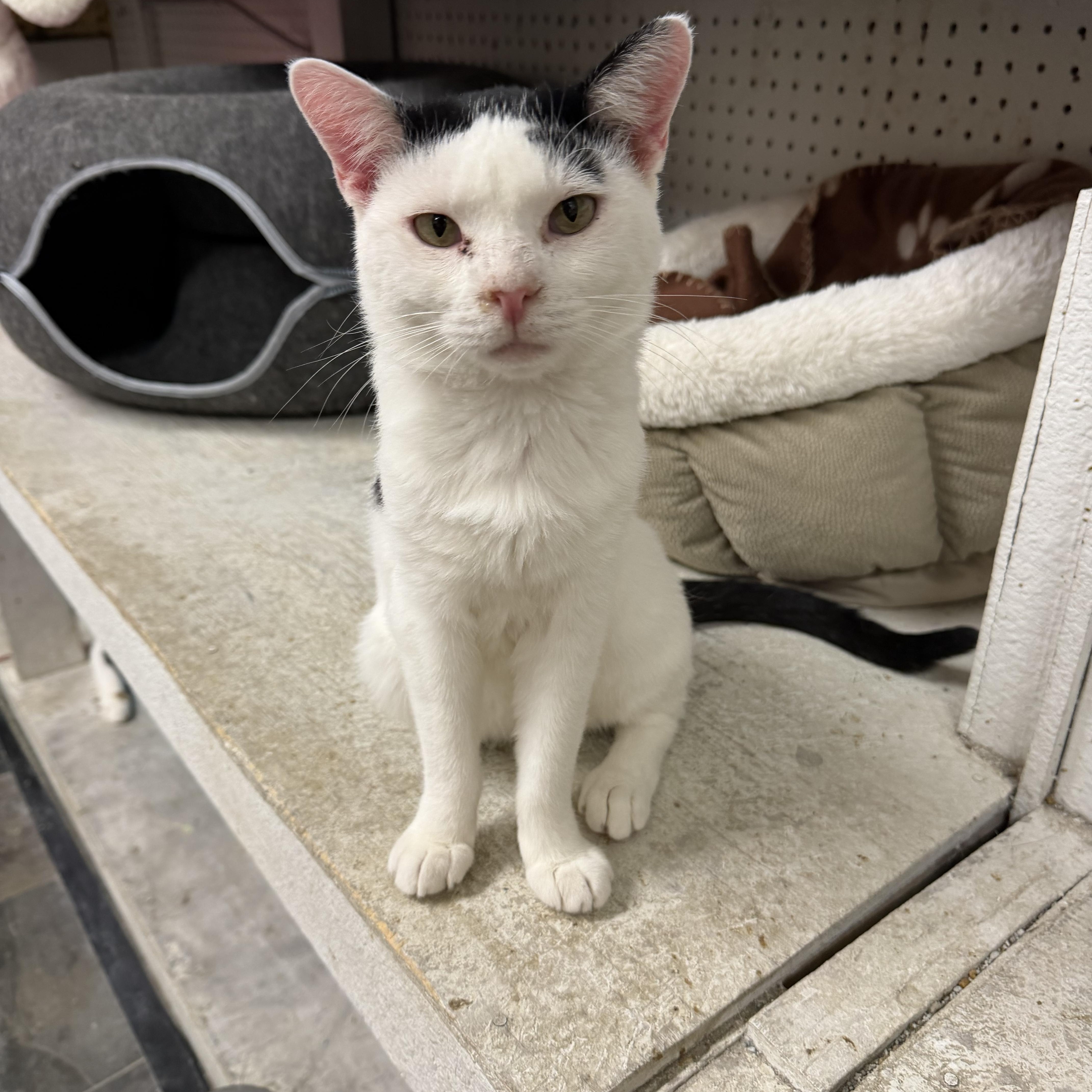 Misters, Adoptable, Adult Male Domestic Short Hair.
