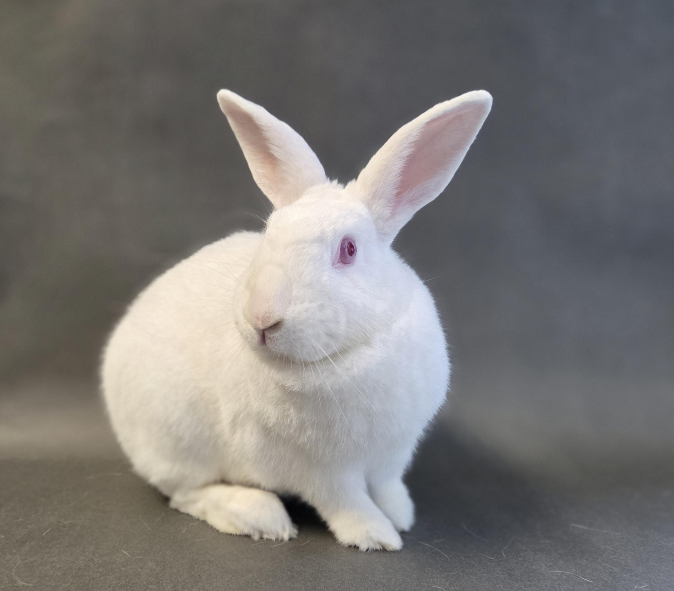 Enlarge SNOWBALL, a Adoptable Bunny Rabbit in Los Angeles, CA image 1/1