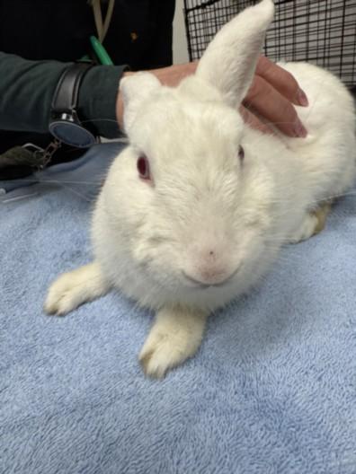 Enlarge SNOWBALL, a Adoptable Bunny Rabbit in Los Angeles, CA image 1/1