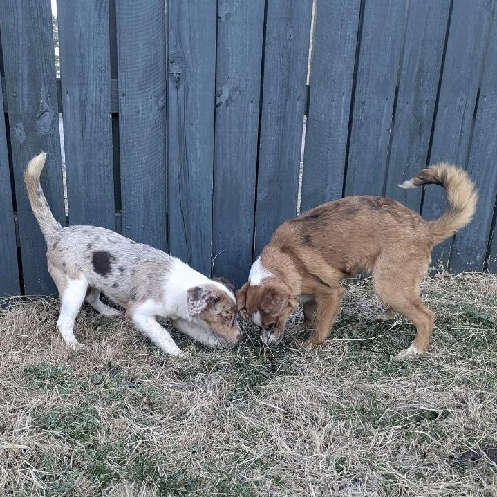 Enlarge Jinx, an adopted mixed breed in Mount Laurel Township, NJ image 2/3
