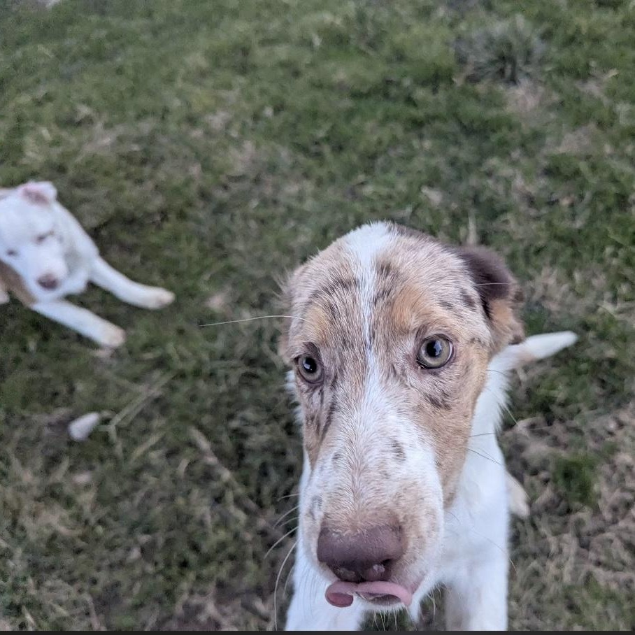 Enlarge Jinx, an adopted mixed breed in Mount Laurel Township, NJ image 3/3
