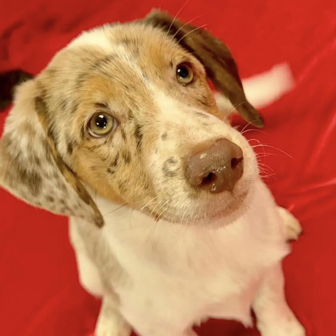 Jinx, ADOPTABLE, Puppy Female Australian Shepherd.