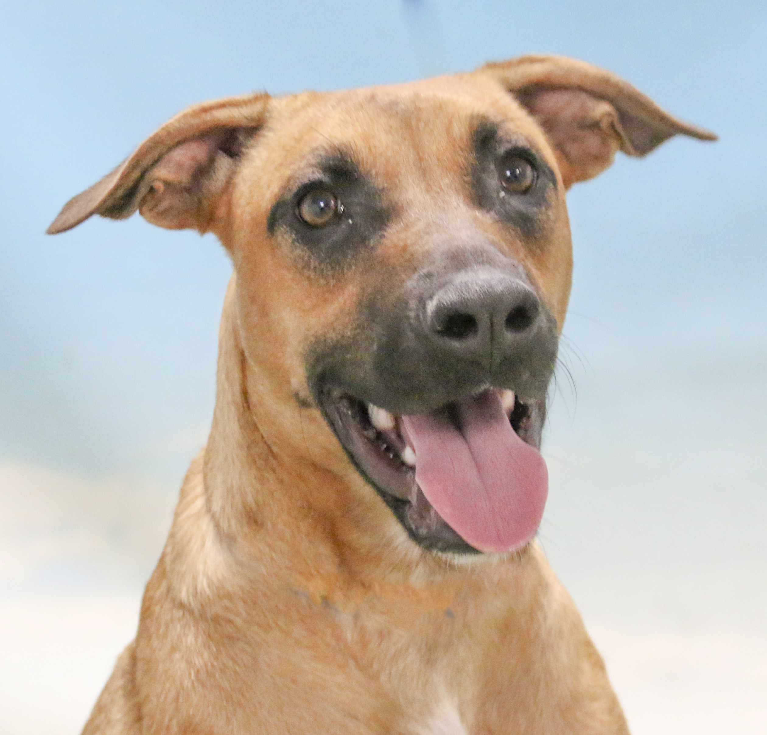 Enlarge Yuki, a Adoptable mixed breed in Casa Grande, AZ image 1/2