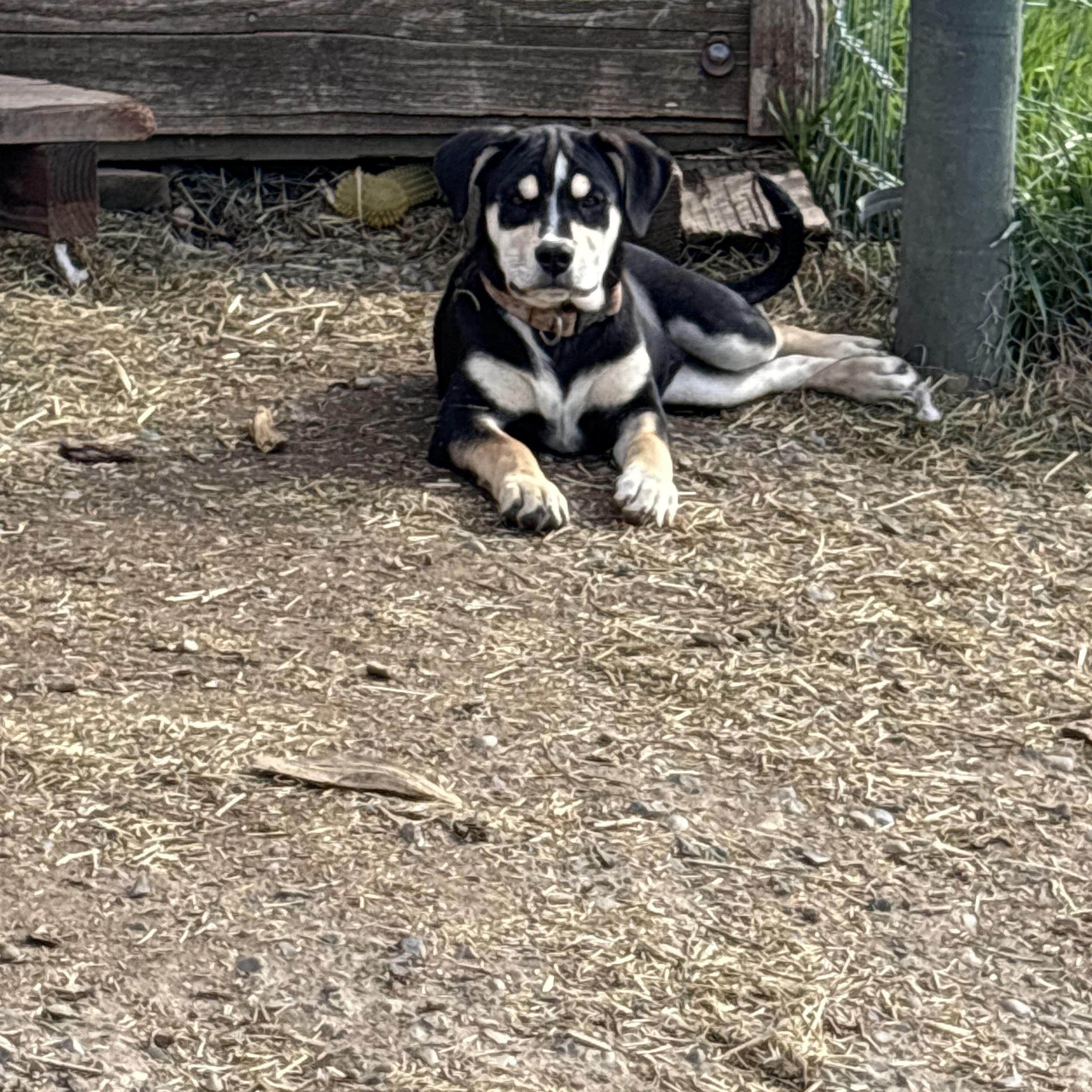 Talbotts, ADOPTABLE, Puppy Female Shepherd.