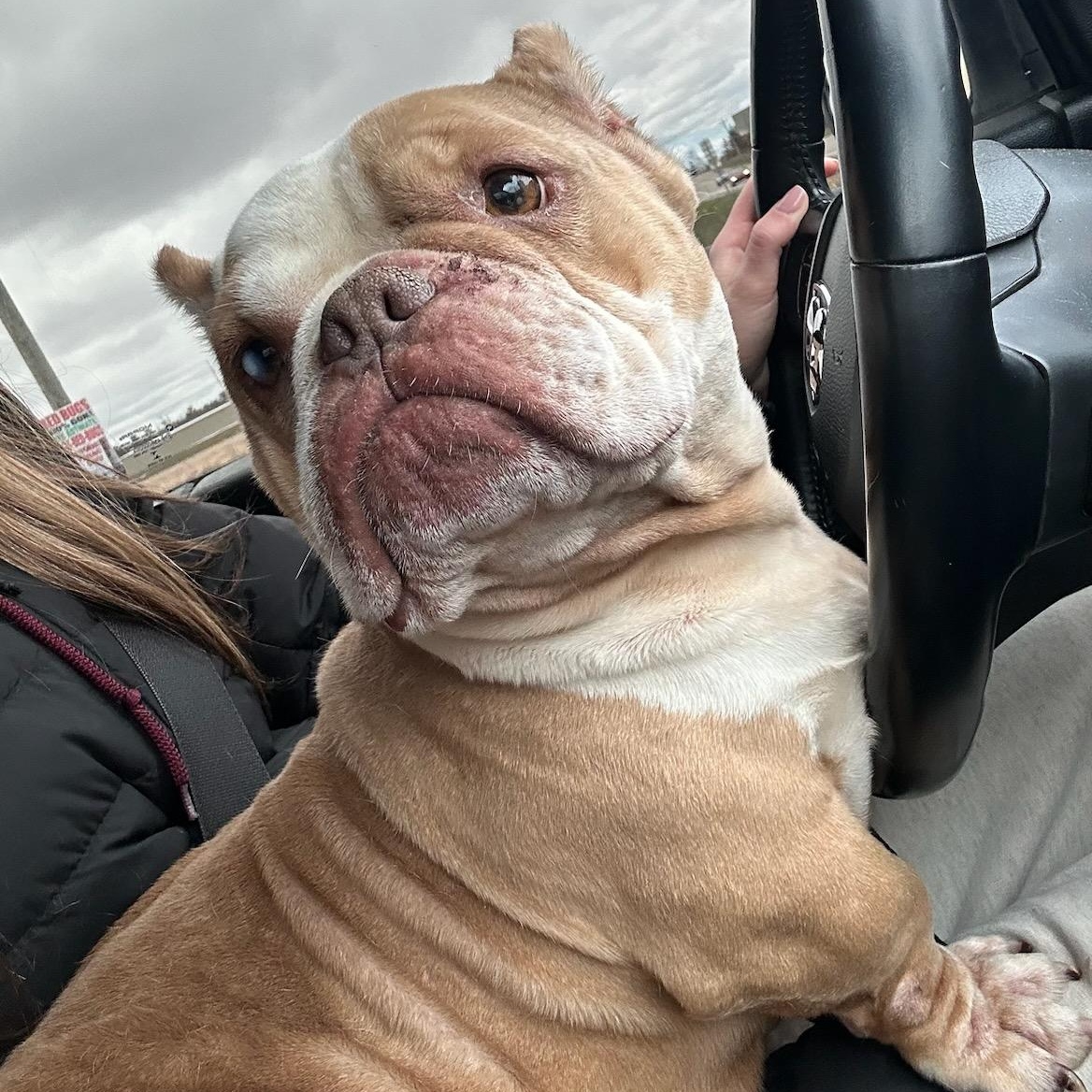 Bridget, adopted, Adult Female American Bulldog.