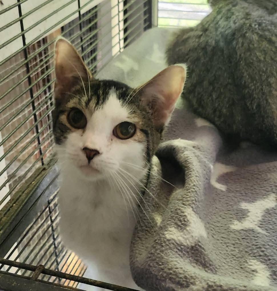 Dash, a Adoptable Tabby in Cosby, TN image 3/6