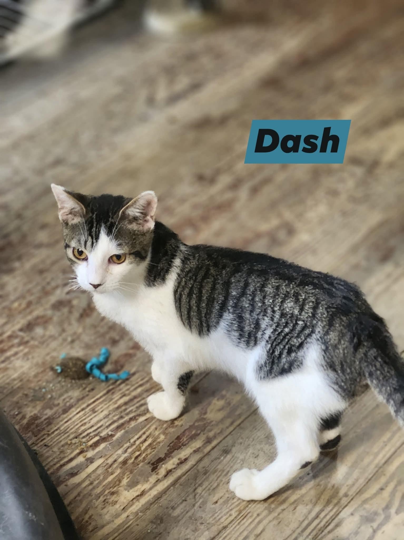 Dash, a Adoptable Tabby in Cosby, TN image 6/6