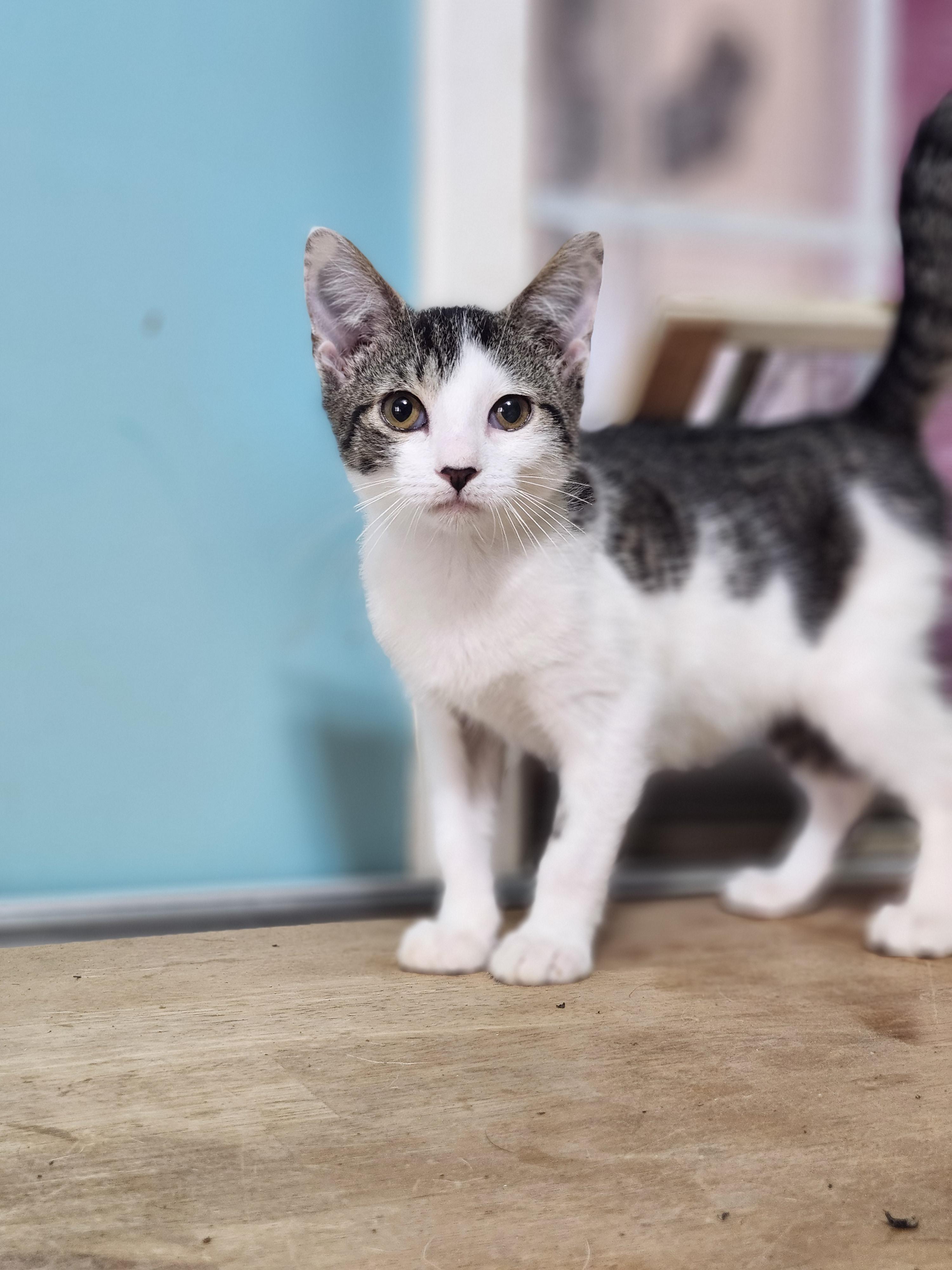 Dash, a Adoptable Tabby in Cosby, TN image 4/6