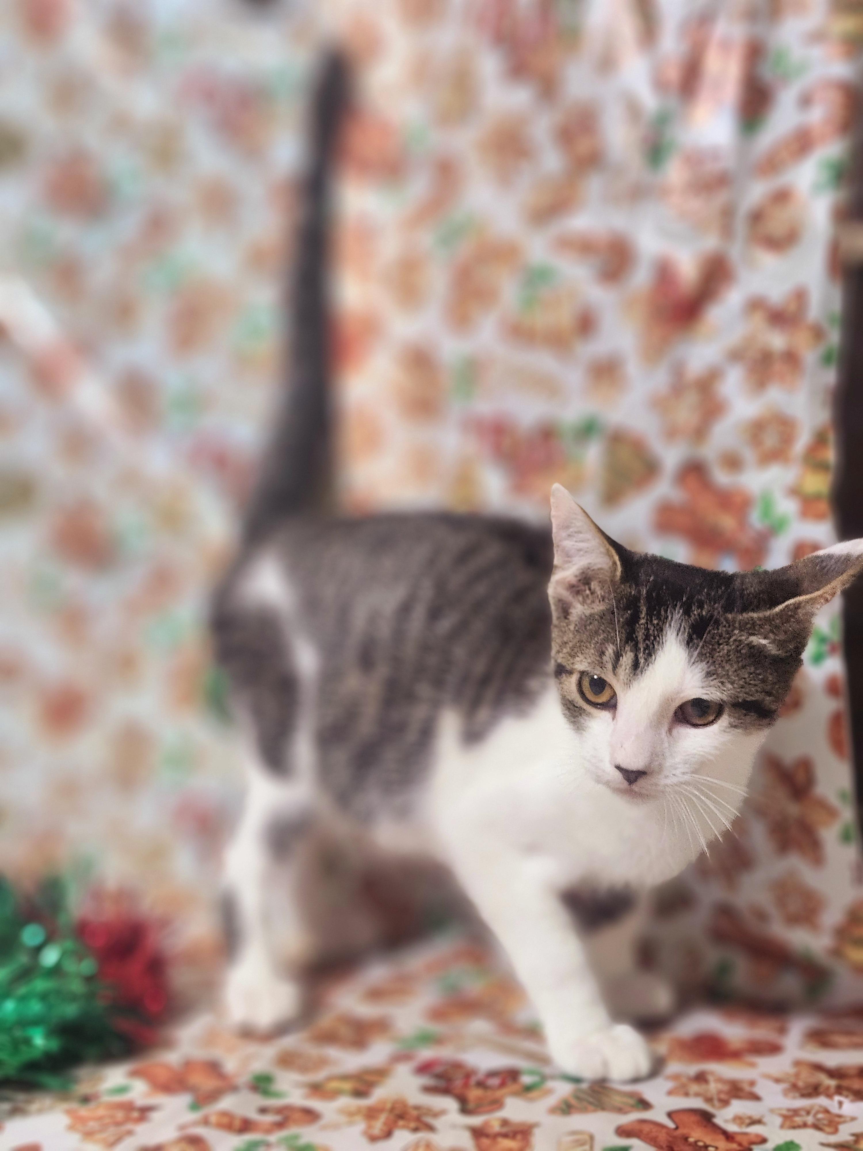 Dash, a Adoptable Tabby in Cosby, TN image 5/6