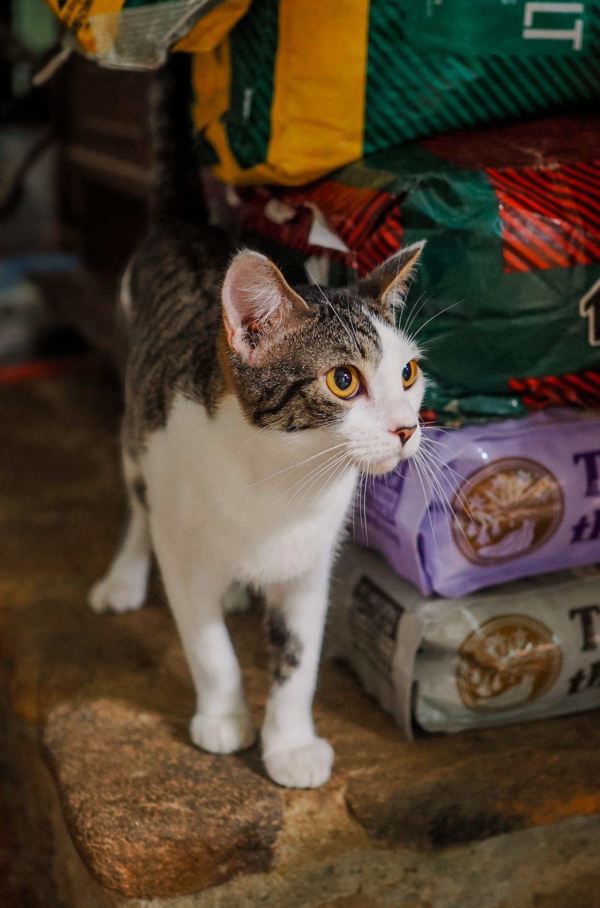 Dash, a Adoptable Tabby in Cosby, TN image 2/6