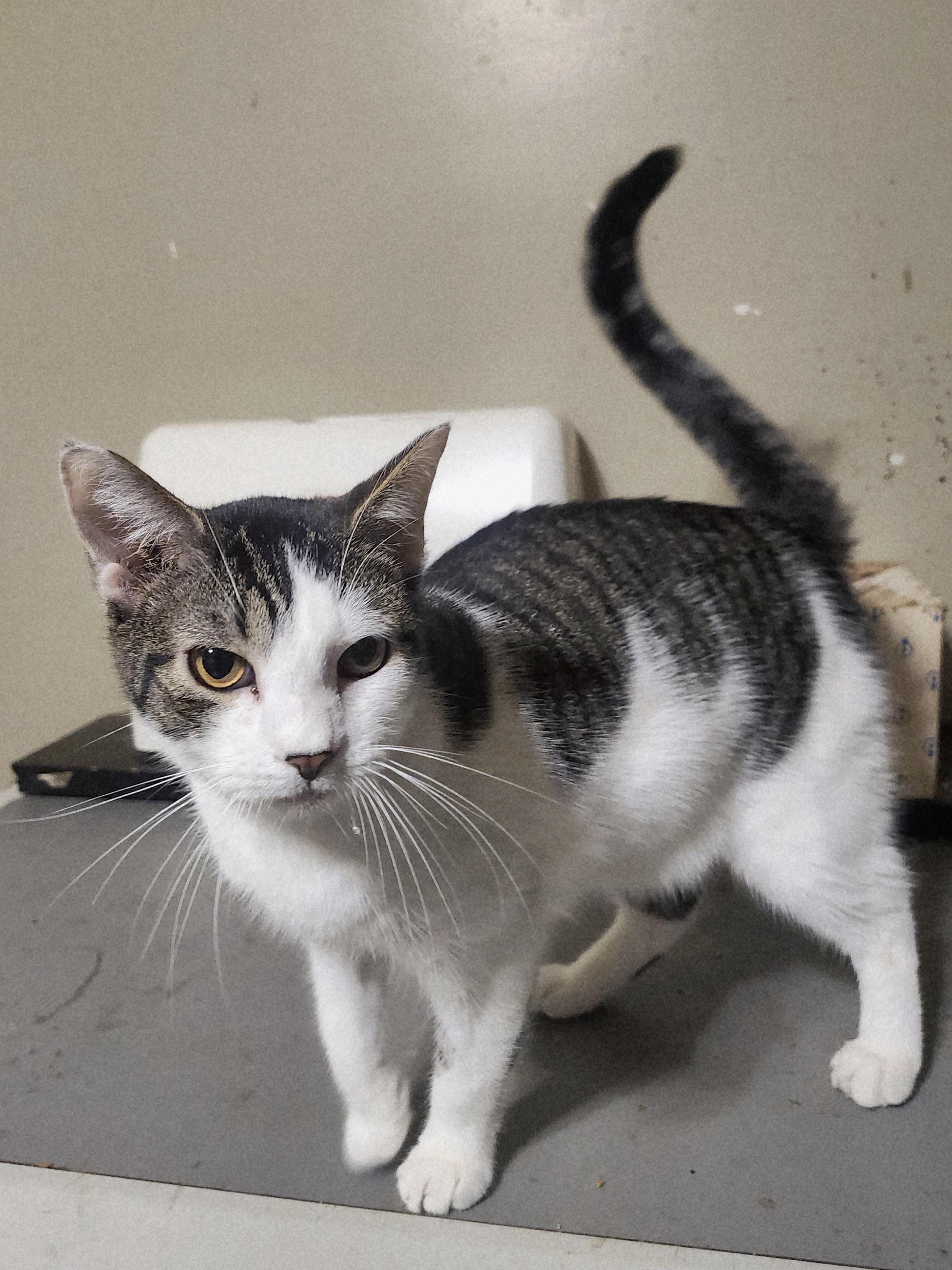 Dash, a Adoptable Tabby in Cosby, TN image 1/6