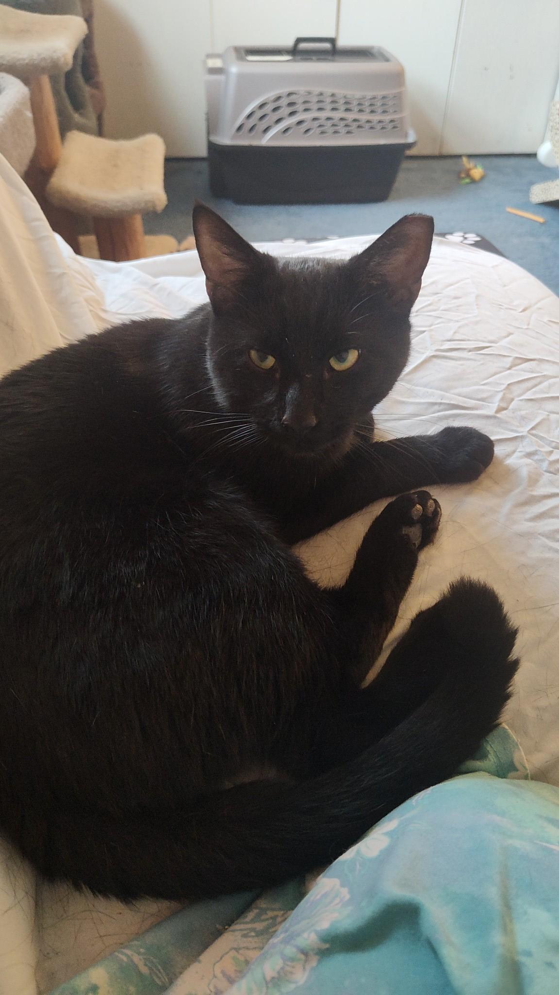Jax, Adoptable, Adult Male Domestic Short Hair.