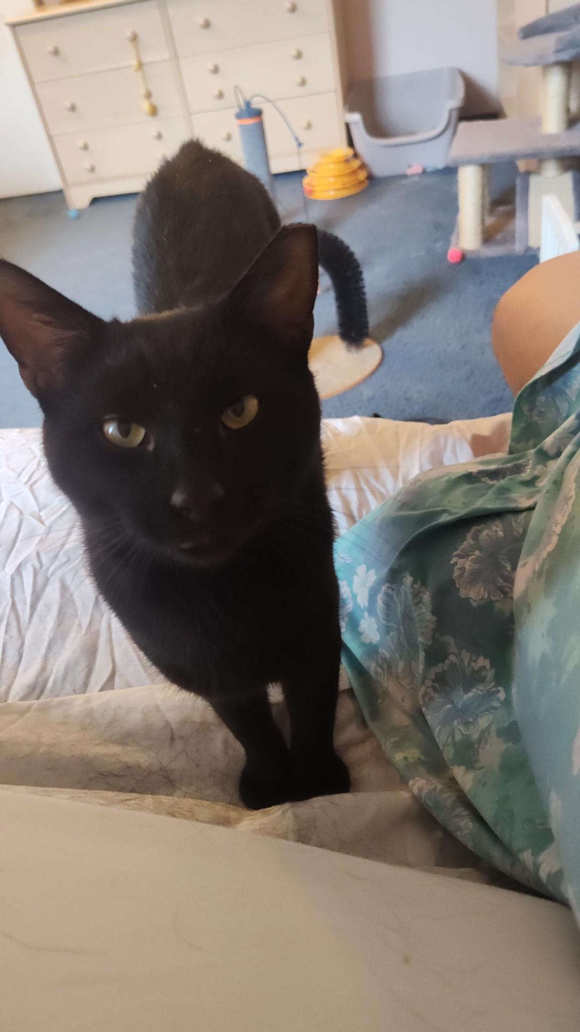 Enlarge Jax, a Adoptable Domestic Short Hair in Independence, OH image 2/5