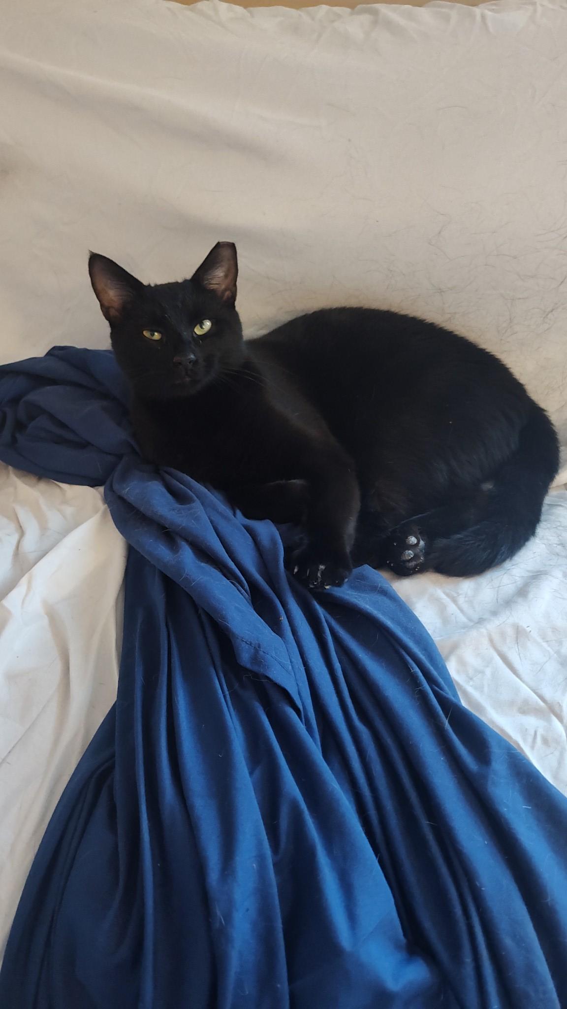 Enlarge Jax, a Adoptable Domestic Short Hair in Independence, OH image 3/5