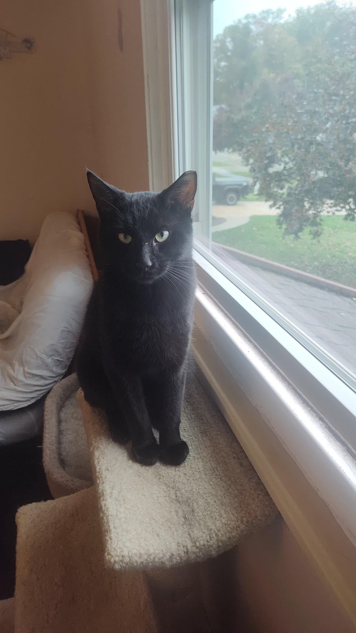 Enlarge Jax, a Adoptable Domestic Short Hair in Independence, OH image 4/5