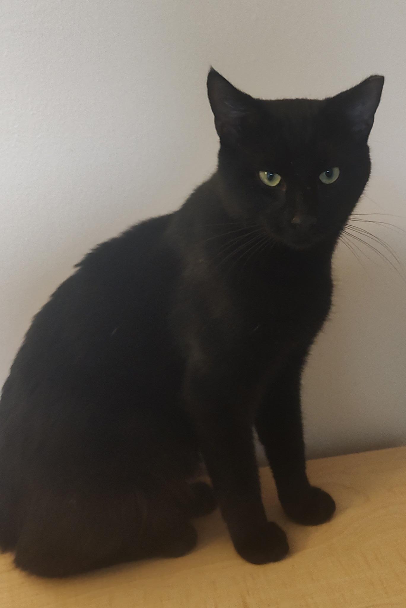 Enlarge Jax, a Adoptable Domestic Short Hair in Independence, OH image 5/5