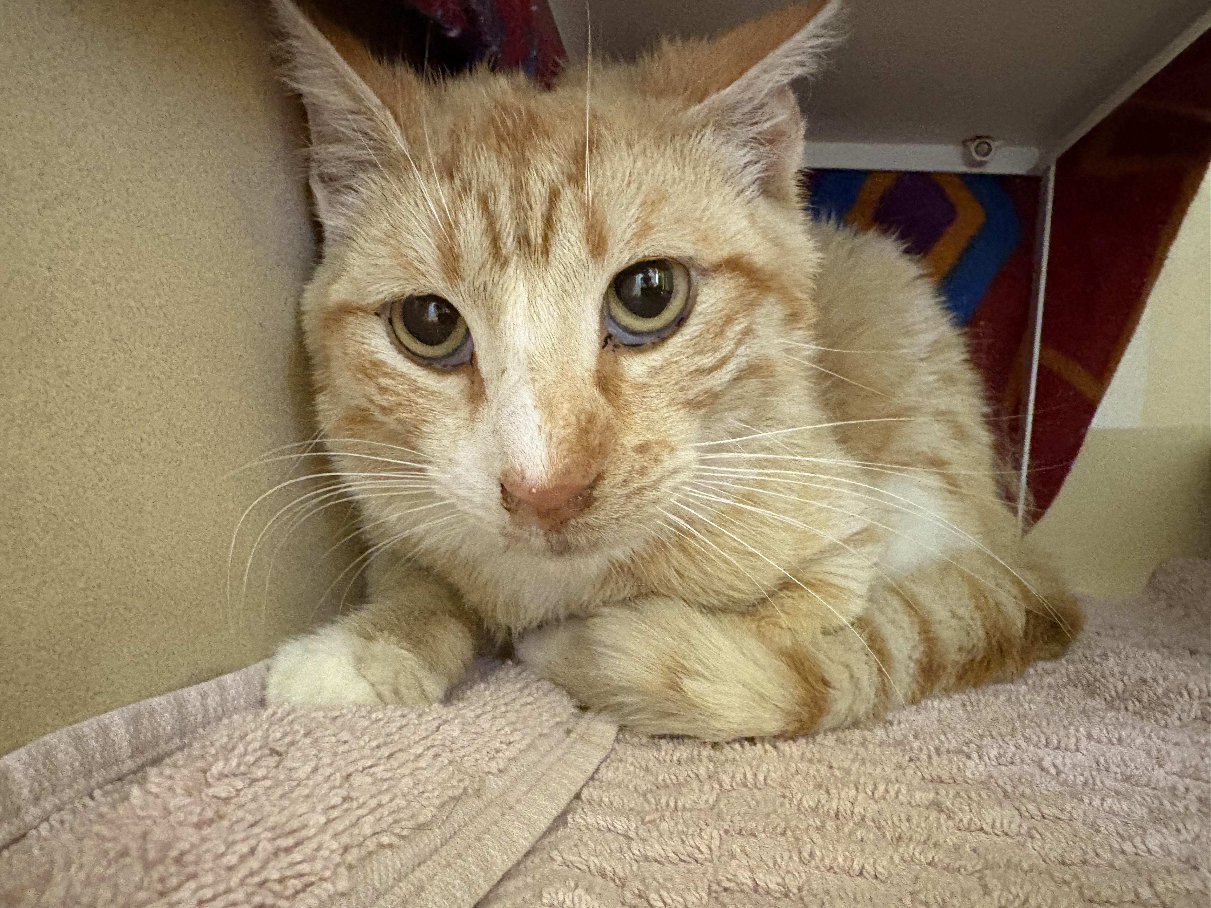 Stray Cat, an adopted mixed breed in Hays, KS image 5/6