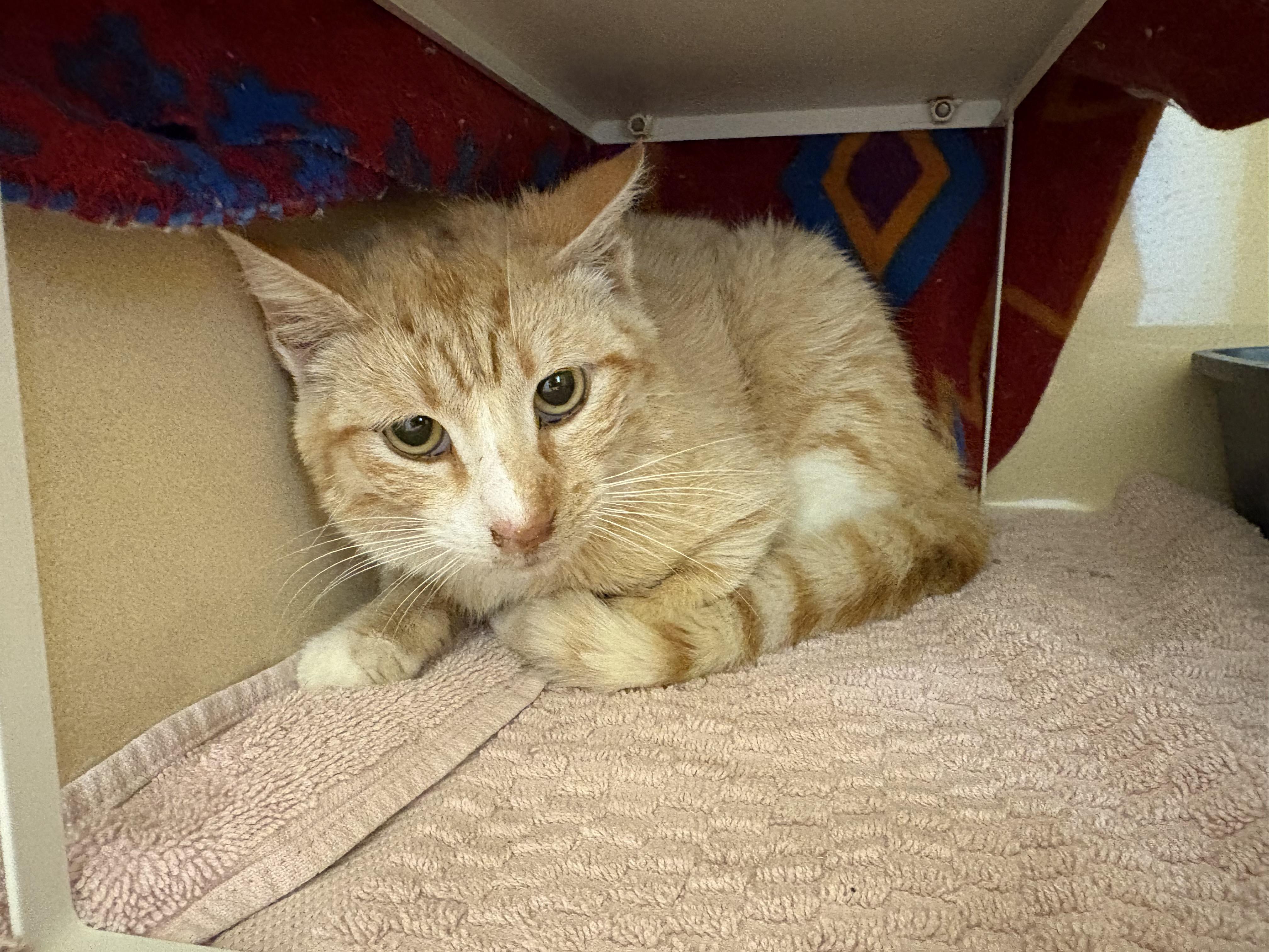 Stray Cat, an adopted mixed breed in Hays, KS image 4/6