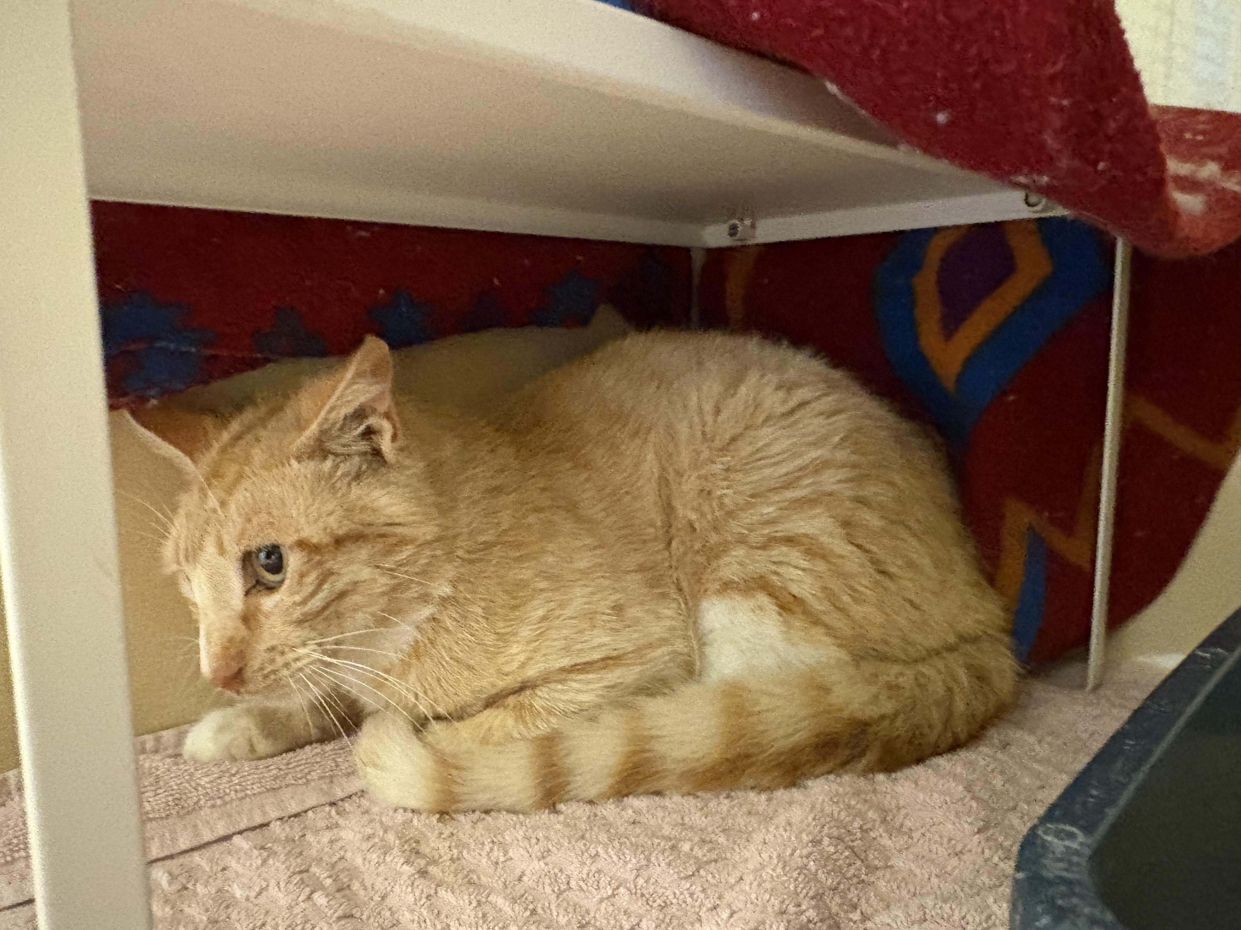 Stray Cat, an adopted mixed breed in Hays, KS image 6/6
