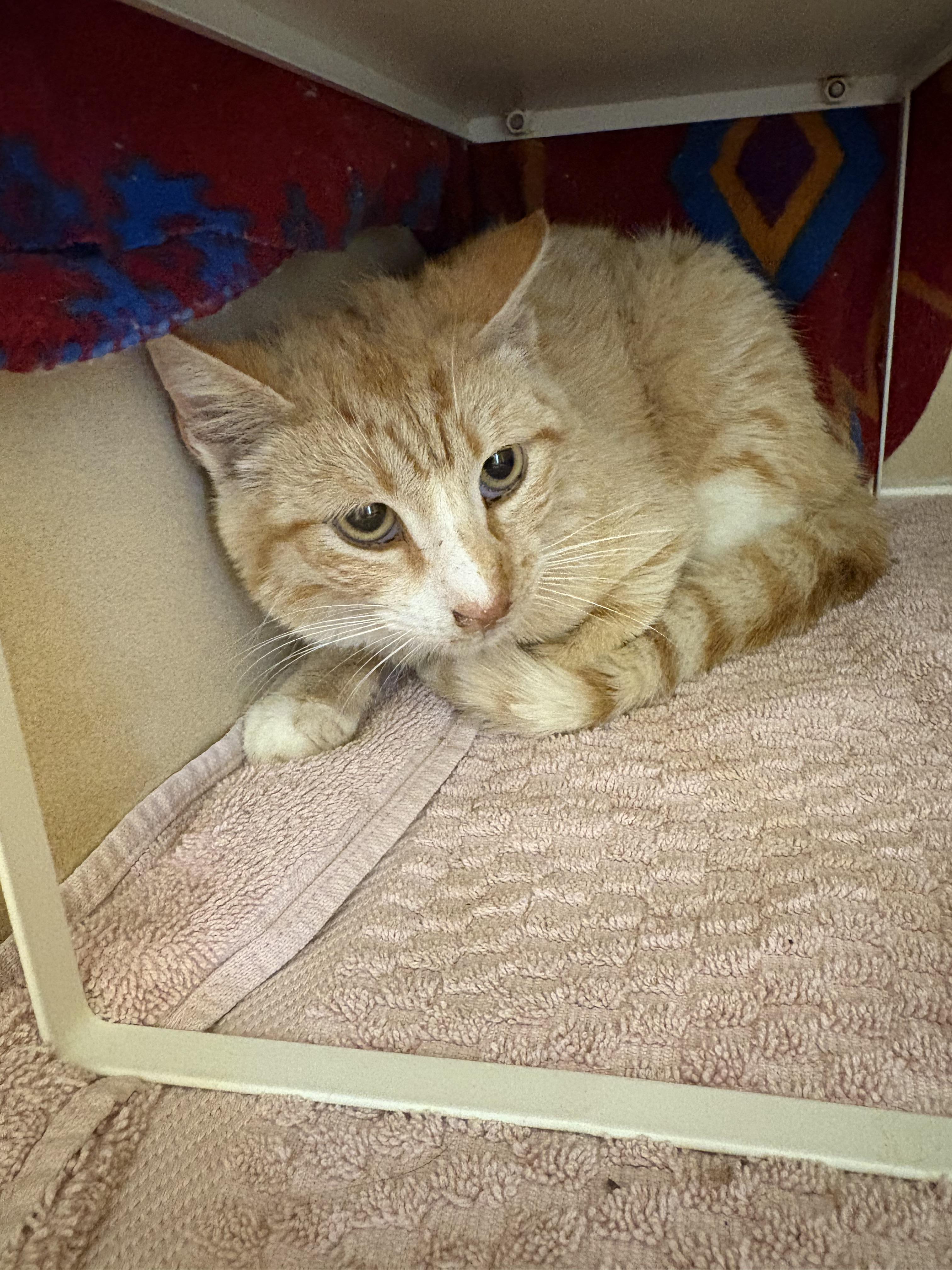 Stray Cat, an adopted mixed breed in Hays, KS image 2/6