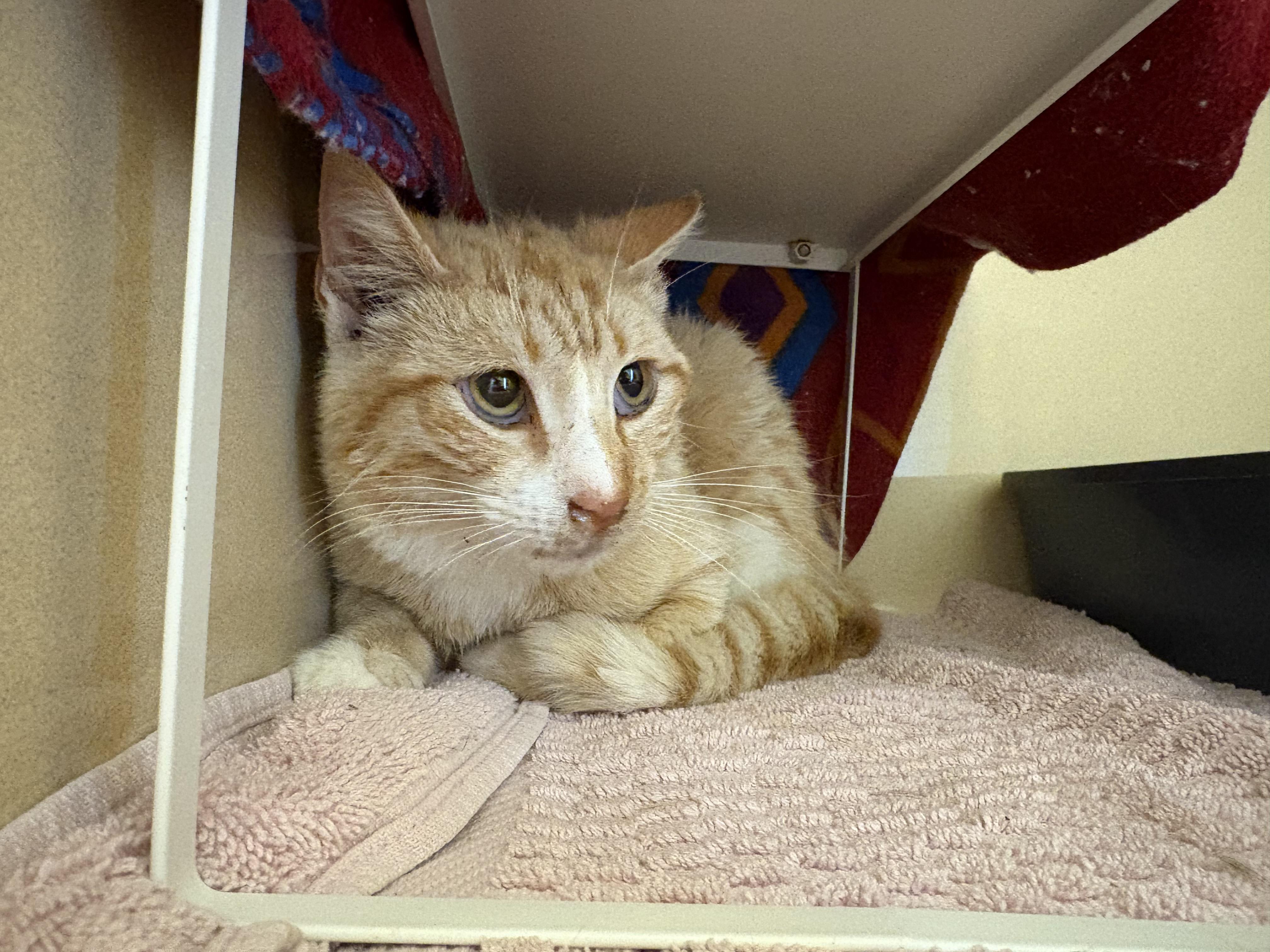 Stray Cat, adopted, Adult Male Domestic Short Hair.