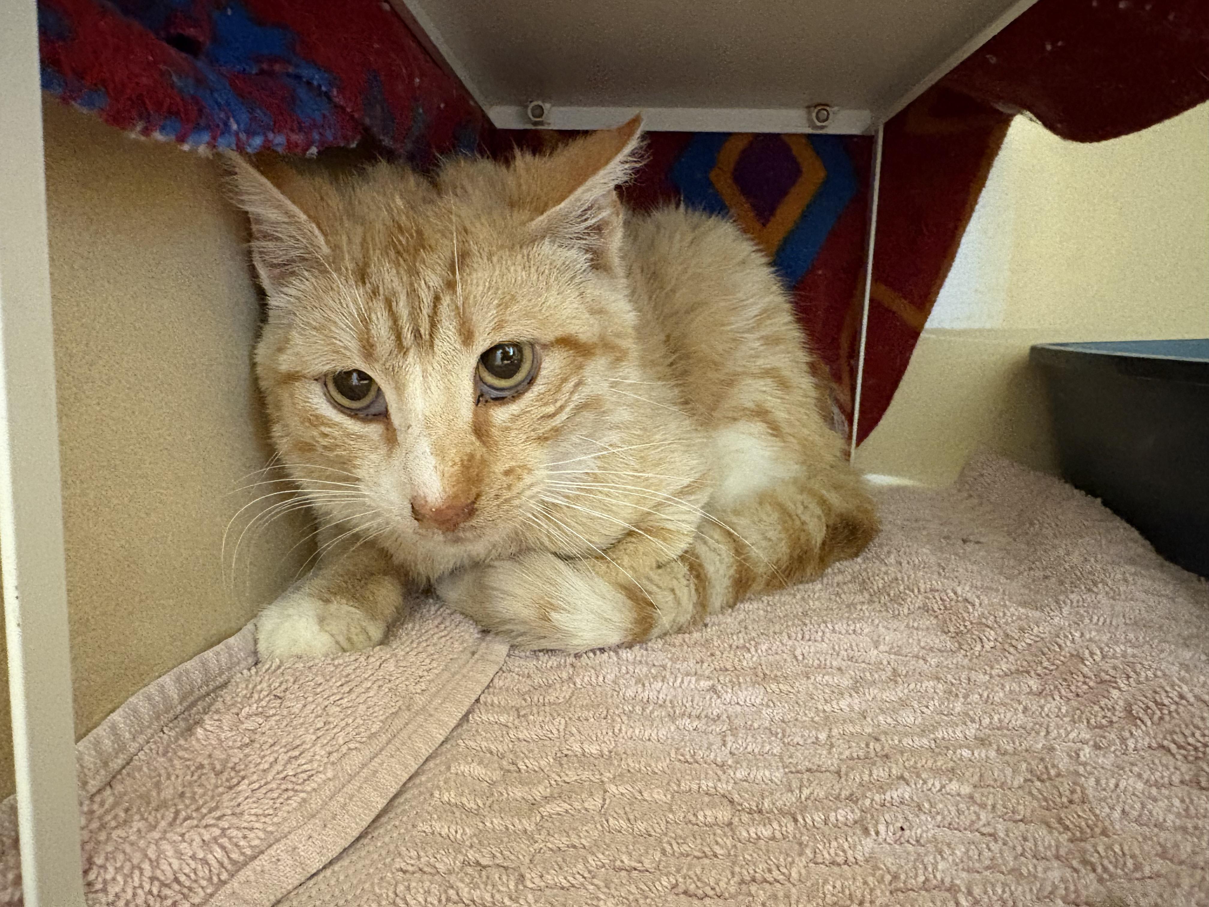 Stray Cat, an adopted mixed breed in Hays, KS image 3/6