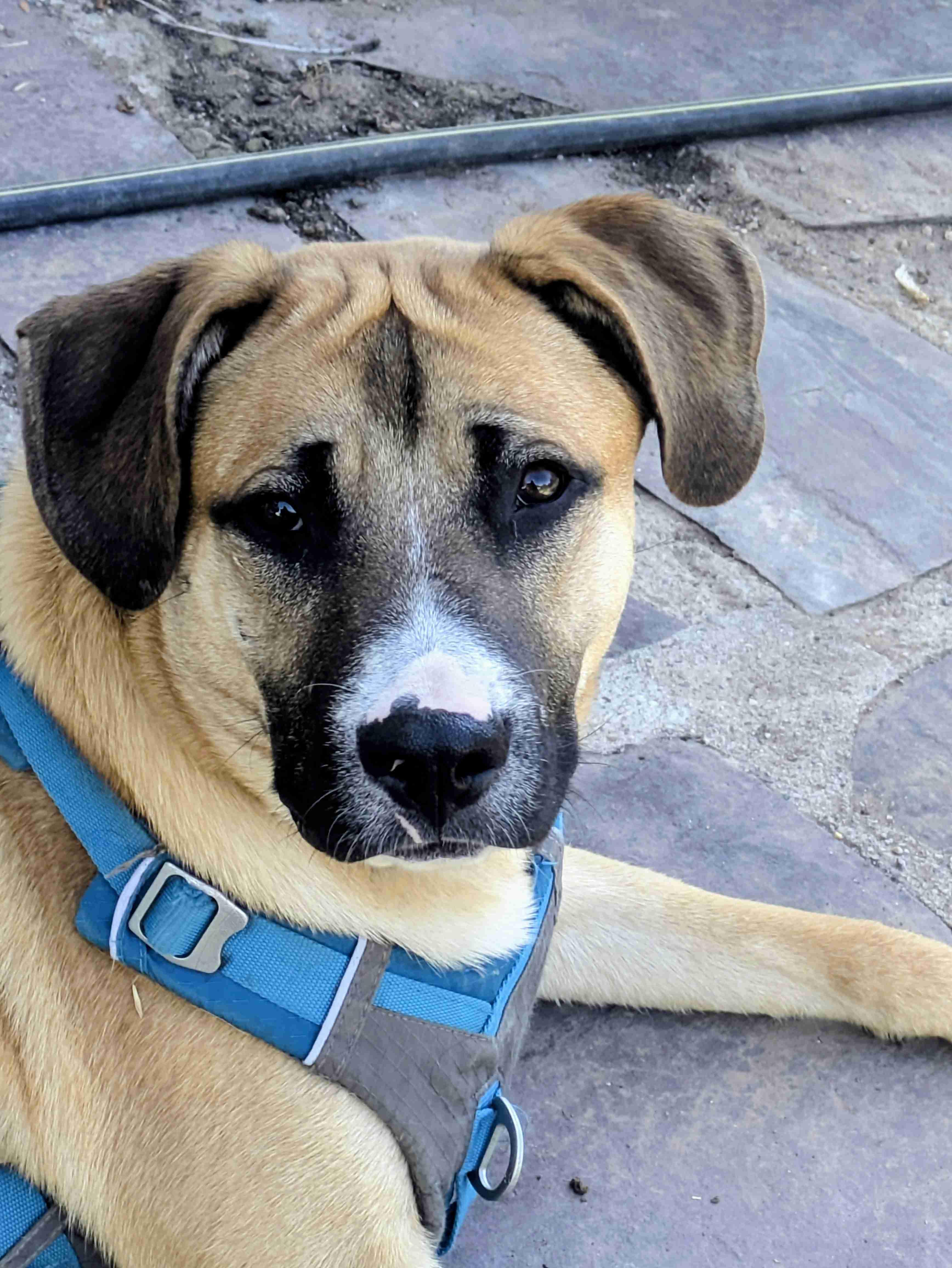 Dobby, ADOPTABLE, Young Male Mixed Breed.