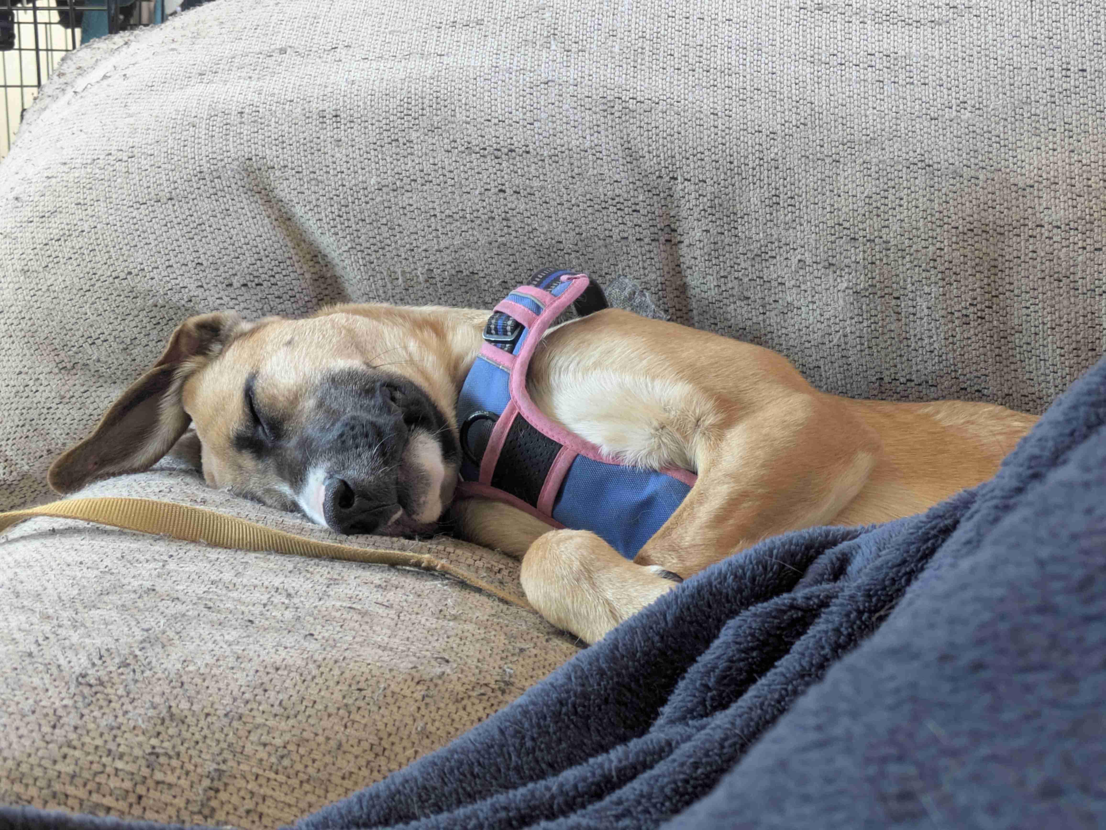 Enlarge Dobby, a ADOPTABLE mixed breed in Albuquerque, NM image 4/5