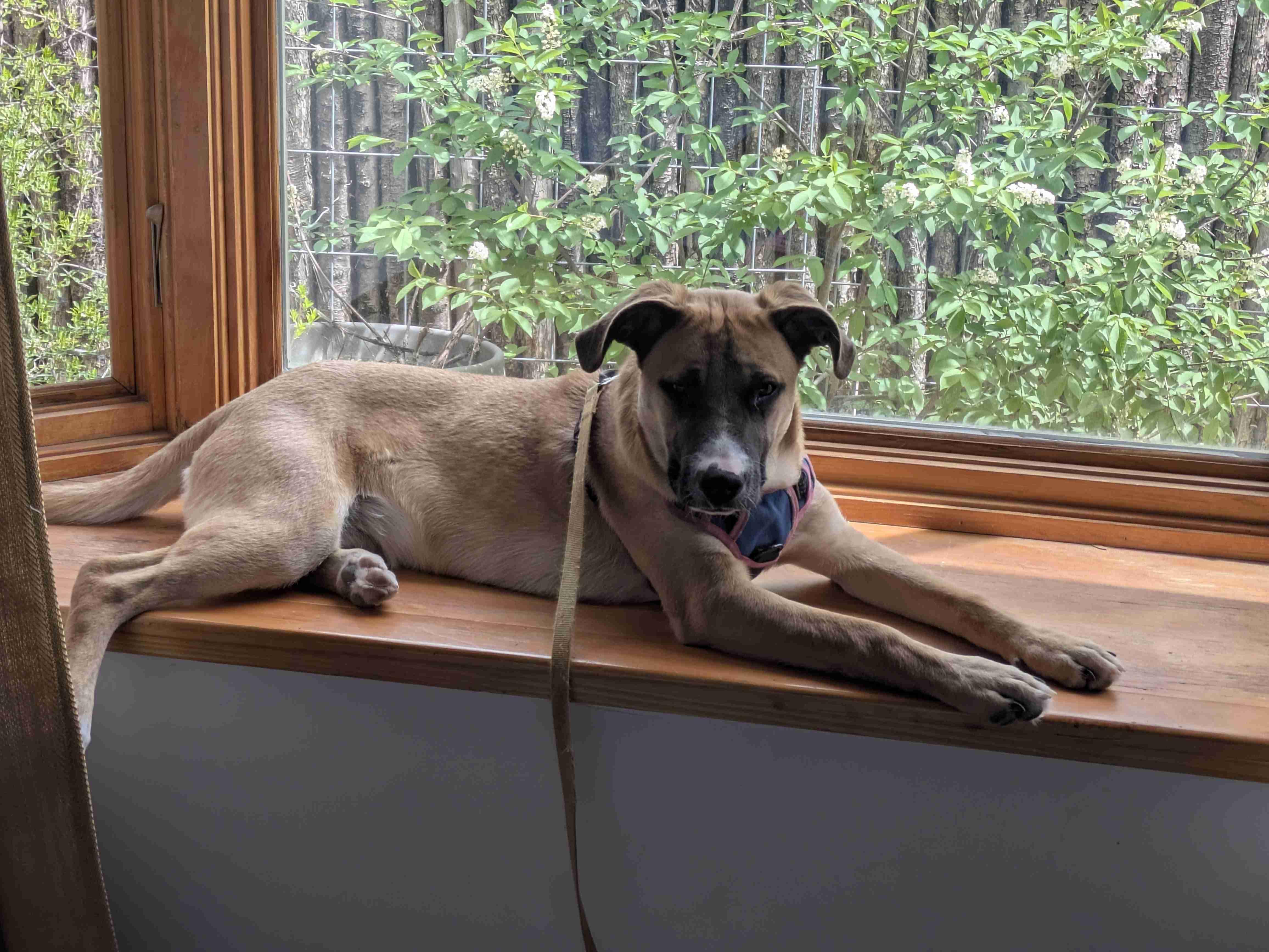 Enlarge Dobby, a ADOPTABLE mixed breed in Albuquerque, NM image 3/5