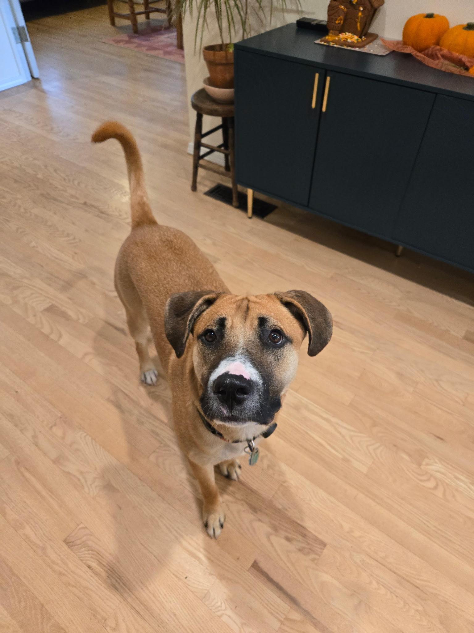 Dobby photo