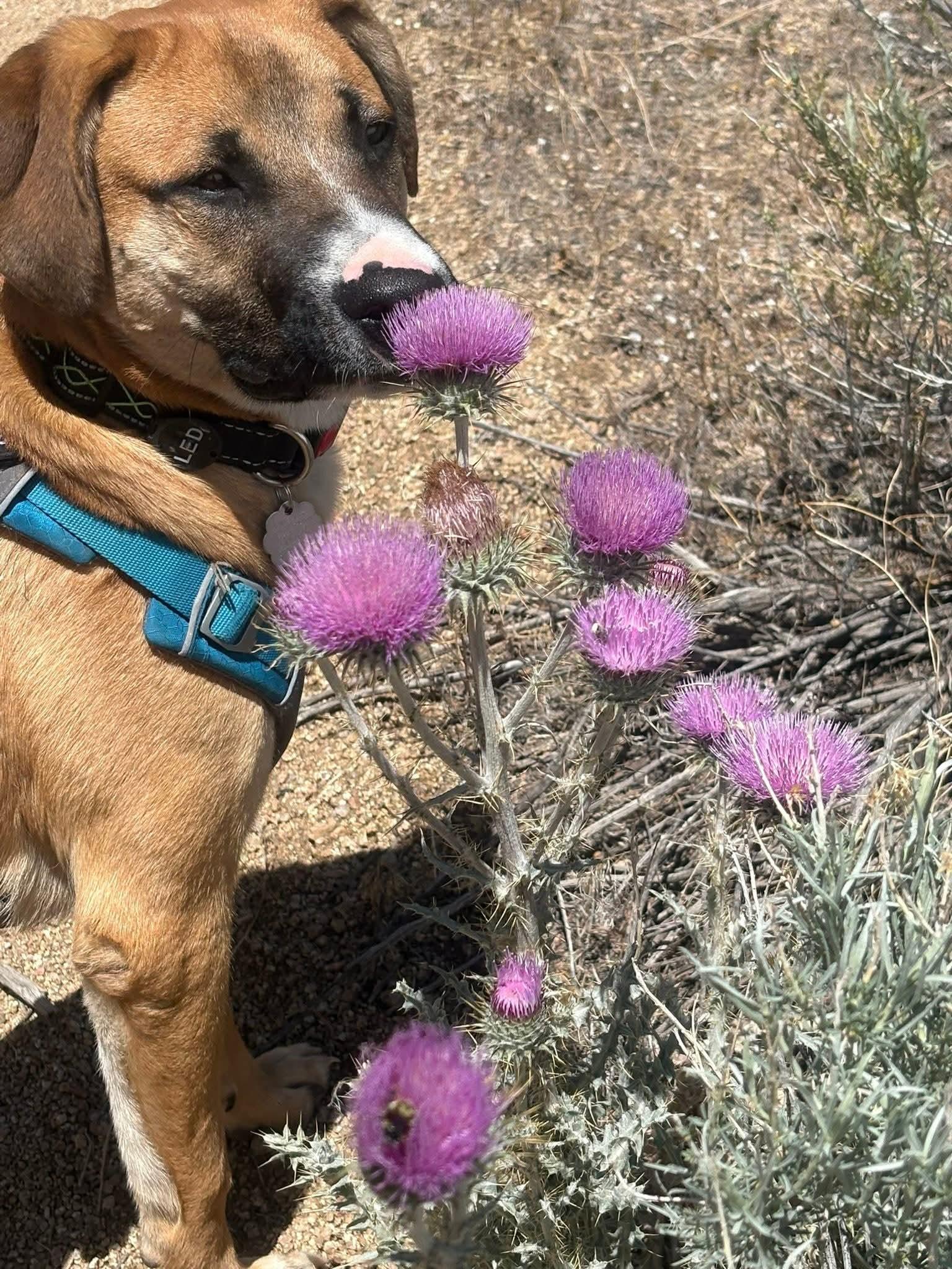 Enlarge Dobby, a ADOPTABLE mixed breed in Albuquerque, NM image 2/5