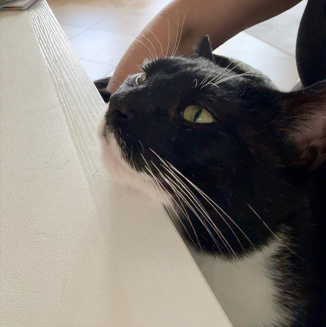 Enlarge Jasper **COURTESY LISTING**CONTACT OWNER DIRECTLY**, a ADOPTABLE mixed breed in Frisco, TX image 3/5