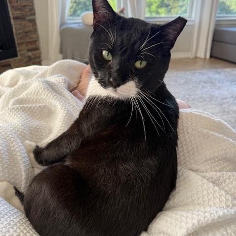 Enlarge Jasper **COURTESY LISTING**CONTACT OWNER DIRECTLY**, a ADOPTABLE mixed breed in Frisco, TX image 2/5