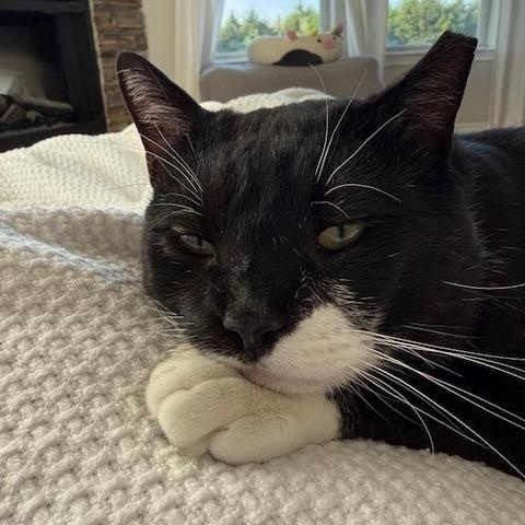 Enlarge Jasper **COURTESY LISTING**CONTACT OWNER DIRECTLY**, a ADOPTABLE mixed breed in Frisco, TX image 4/5