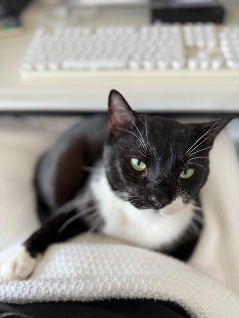 Jasper **COURTESY LISTING**CONTACT OWNER DIRECTLY**, ADOPTABLE, Adult Male Domestic Short Hair.