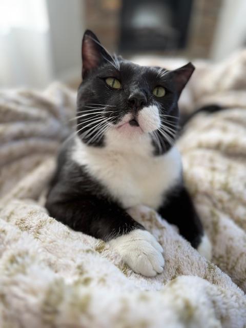 Enlarge Jasper **COURTESY LISTING**CONTACT OWNER DIRECTLY**, a ADOPTABLE mixed breed in Frisco, TX image 5/5