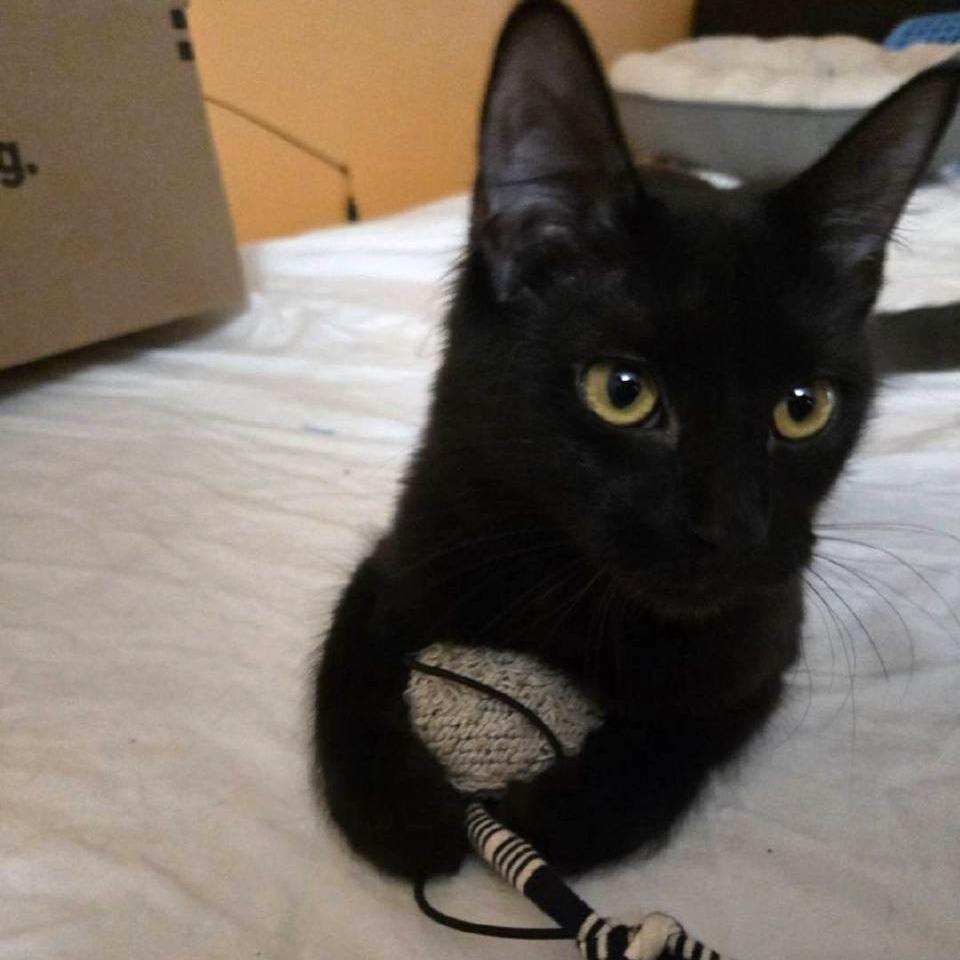 Persephone (Fluffy), Adoptable, Kitten Female Domestic Medium Hair.