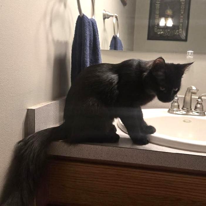 Enlarge Persephone (Fluffy), a Adoptable Domestic Medium Hair in Pikesville, MD image 2/4