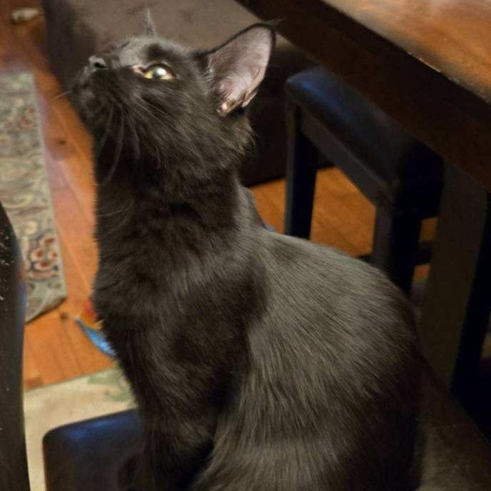 Enlarge Persephone (Fluffy), a Adoptable Domestic Medium Hair in Pikesville, MD image 3/4