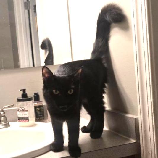 Enlarge Persephone (Fluffy), a Adoptable Domestic Medium Hair in Pikesville, MD image 4/4