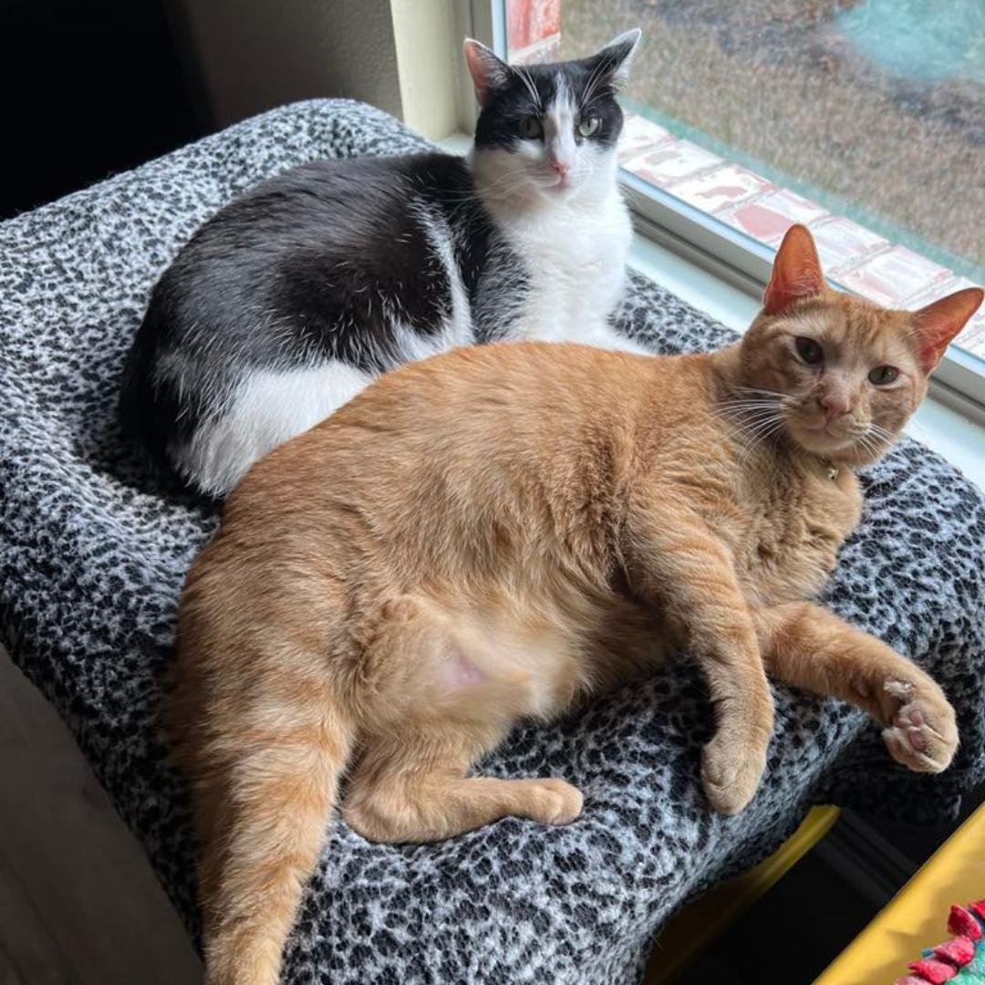 Bonded Alvarado & Jason Simba, a Adoptable mixed breed in Dallas, TX image 6/7