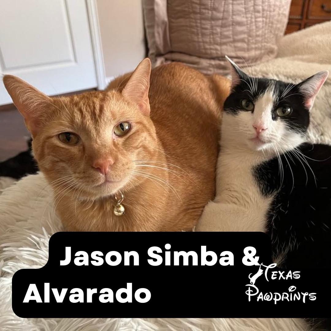 Bonded Alvarado & Jason Simba, a Adoptable mixed breed in Dallas, TX image 1/7