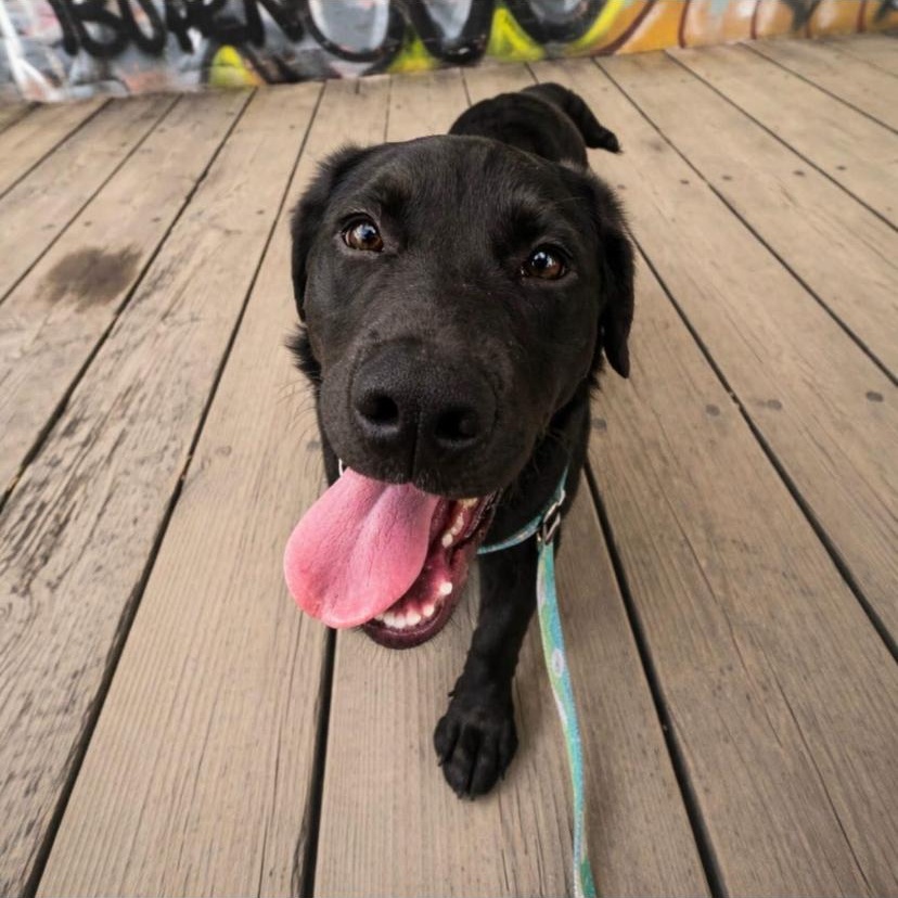 Enlarge Teddy, an adopted mixed breed in Philadelphia, PA image 2/3