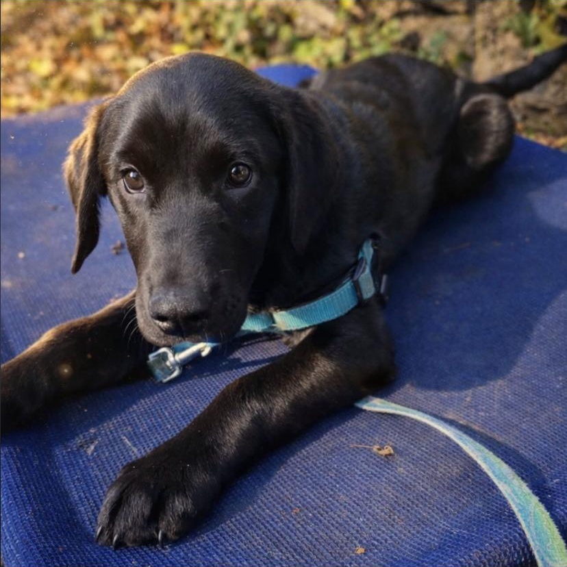 Enlarge Teddy, an adopted mixed breed in Philadelphia, PA image 3/3