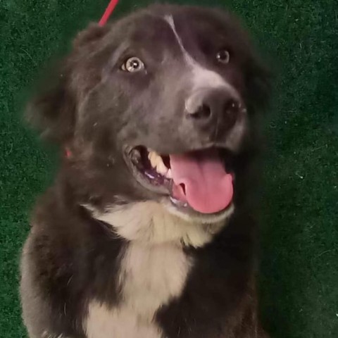 Oso King